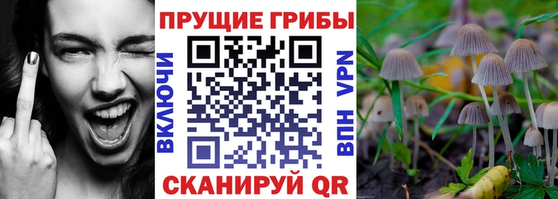 Псилоцибиновые грибы ЛСД  где купить наркоту  blacksprut сайт  Дедовск 